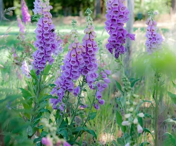 Bed & Breakfast Achterhoeks