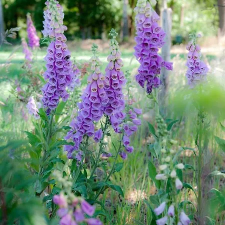 Couette-café Achterhoeks